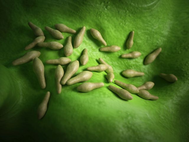 Illustration von Clostridien, die auch im Probiotikum CBM588 enthalten sind.