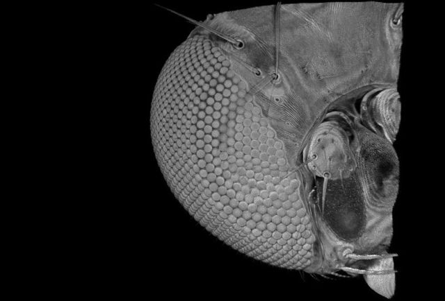 Nahaufnahme des Kopfes von Drosophila melanogaster