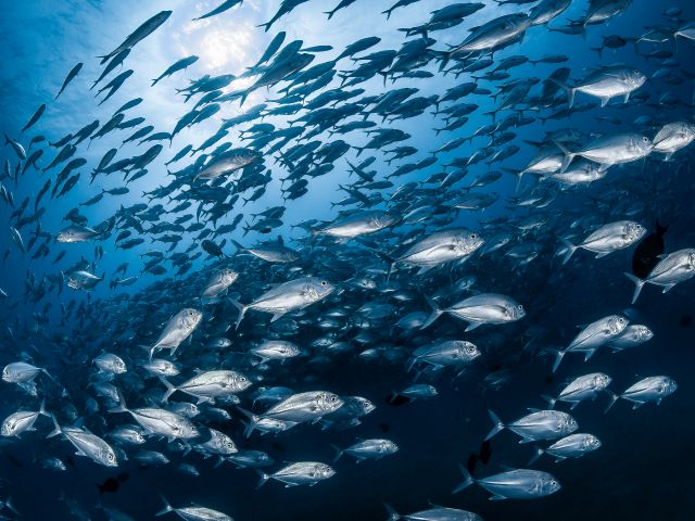 Unterwasseraufnahme eines Makrelenschwarms