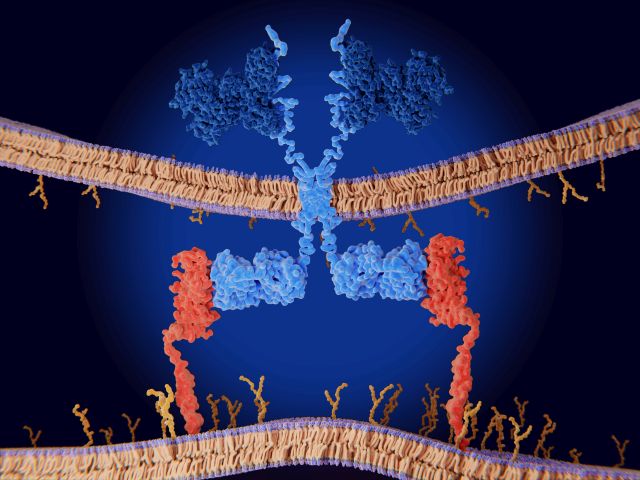 3D-Illustration der Bindung einer CAR-T-Zelle an das Antigen einer Krebszelle.