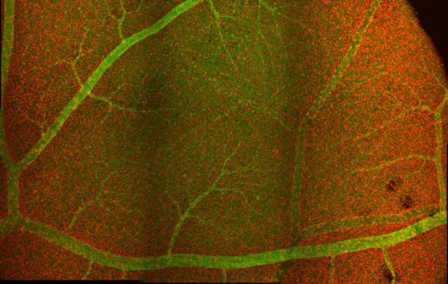 Mikroskopiebild der Netzhaut