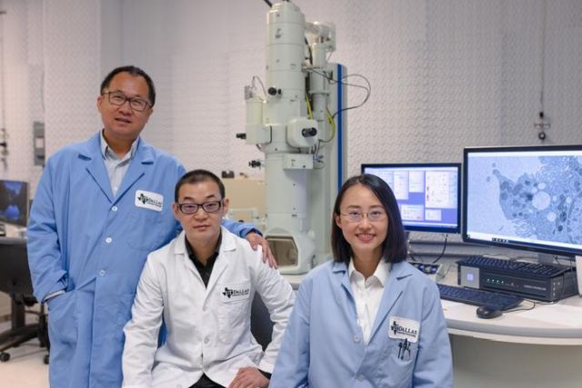 Das Foto zeigt das Forschungsteam, das den bislang unbekannten Selbsterneuerungsprozess in Nierenzellen entdeckt hat: Dr Jie Zheng, Yingyu Huang und Dr. Mengxiao Yu.