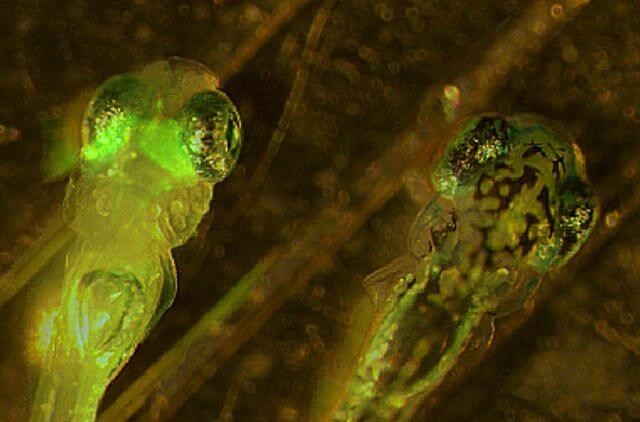 Zwei Zebrafischlarven, die linke fluoresziert in Grün
