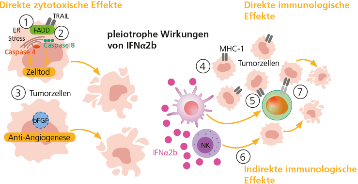 Abb. 1: Wirkmechanismen von Nadofaragen firadenovec (rAd-IFN/Syn3), adaptiert nach [1].