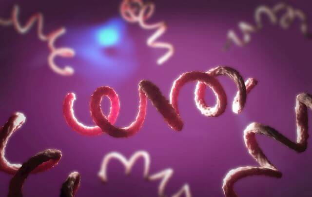 3d illustration of a syphilis pathogen