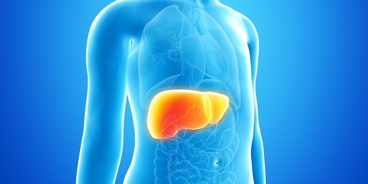 Schematische anatomische Darstellung: Leber eines Kindes