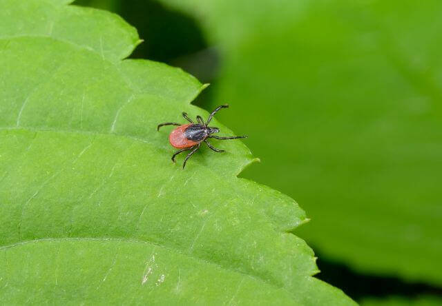 Abbildung einer Zecke auf einem Blatt
