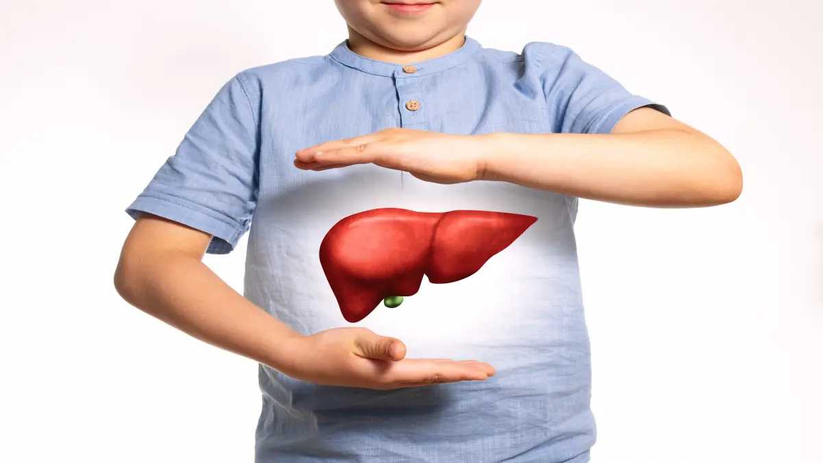 Kind hält das 3D-Modell einer Leber zwischen seinen Händen.