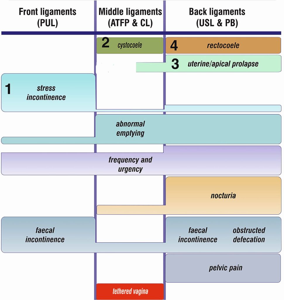 Schematische Darstellung des weiblichen Beckenbodens mit Blase, Uterus und Darm sowie den zugehörigen Funktionsstörungen wie Inkontinenz und Prolaps.
