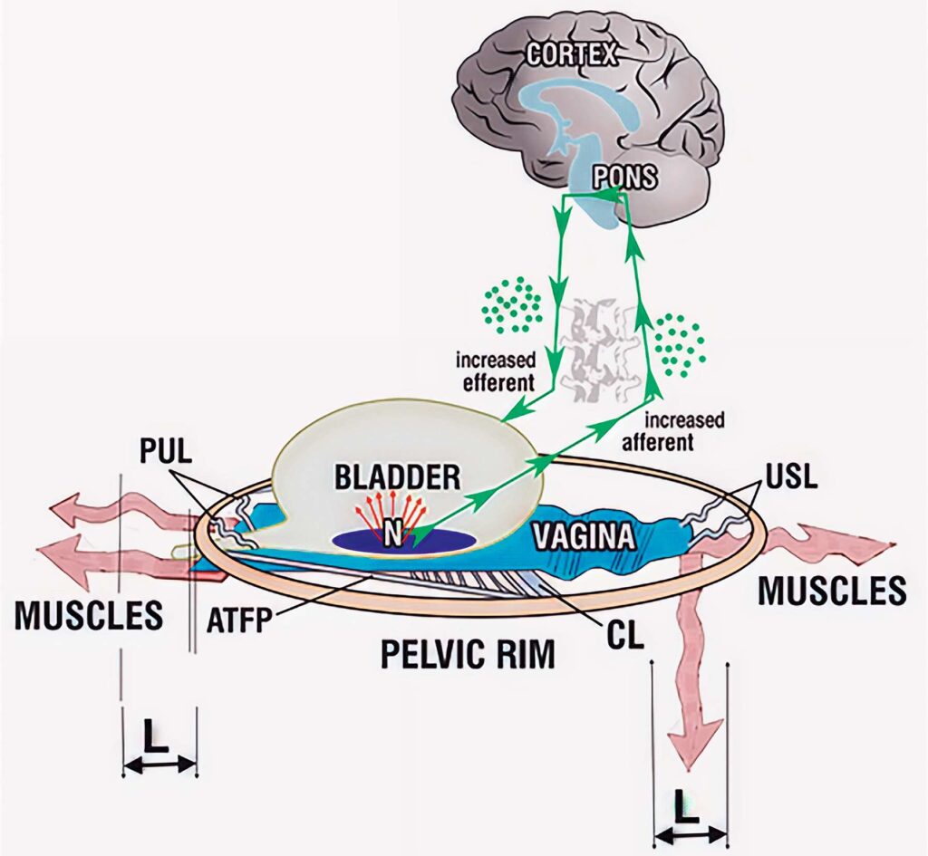 Schematische Darstellung der neurologischen Verbindungen zwischen Blase, Beckenboden und Gehirn, mit Fokus auf afferente und efferente Nervenbahnen.
