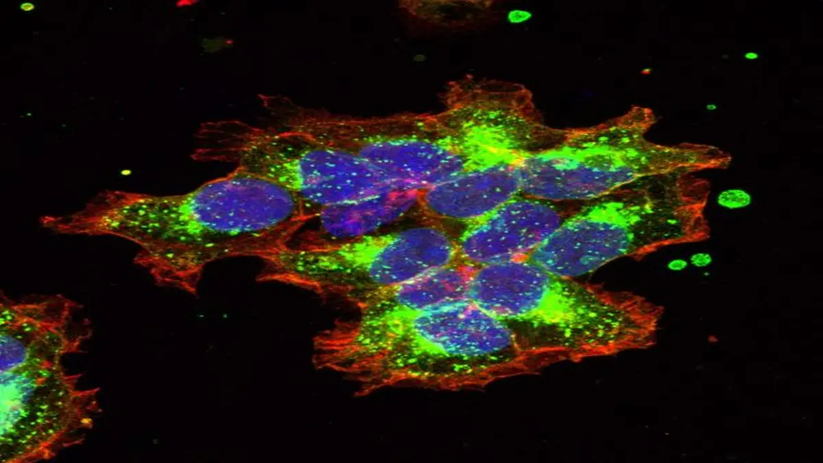 Fluoreszenzmikroskopische Aufnahme von Zellen mit blauen Zellkernen, grüner Zellstruktur und roten Zellrändern vor schwarzem Hintergrund. Cluster von Zellen mit grün markierten Oxytocinrezeptoren, rot markierter Zellmembran und blau markierten Zellkernen.