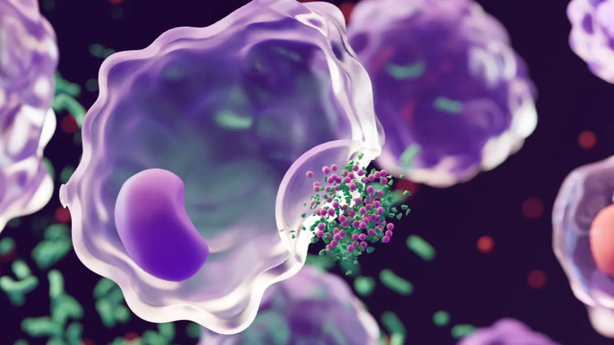 3D-Darstellung: Immunzelle zerstört Pathogene durch molekulare Freisetzung.