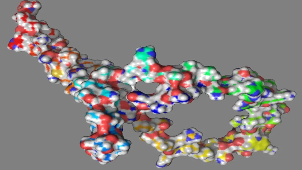 Strukturmodell der durch Mutation entstandenen Veränderung im NOTCH1-152-Protein