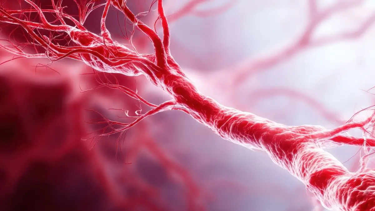 Gefäßnetz aus roten Blutgefäßen symbolisiert postpartale Hämorrhagie und vaskuläre Blutungen.