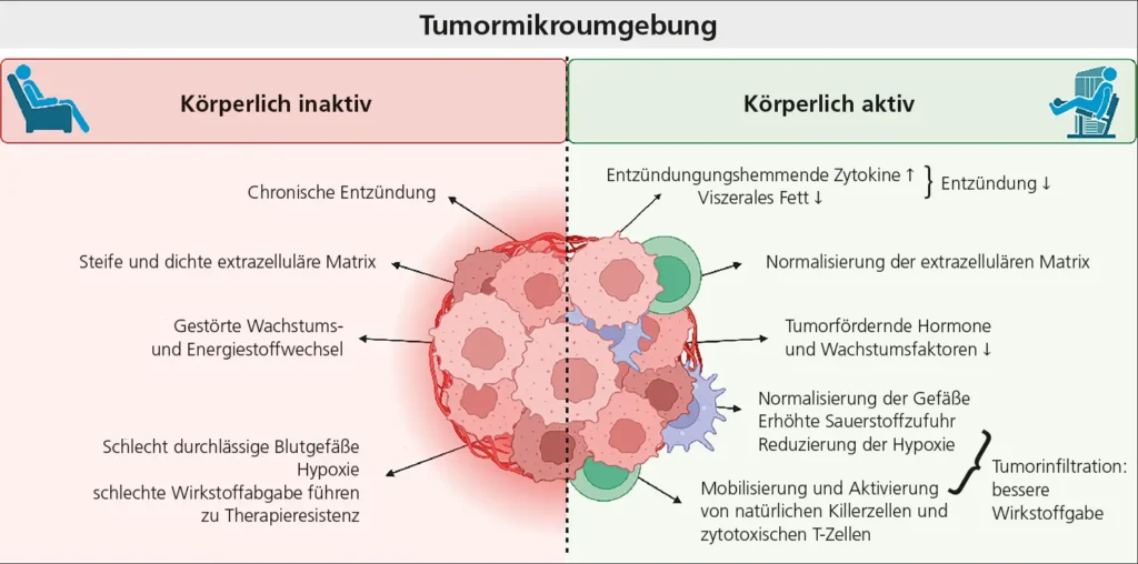 Abb. 2: Einfluss von regelmäßiger körperlicher Aktivität auf die Tumormikroumgebung
Mit BioRender.com erstellt