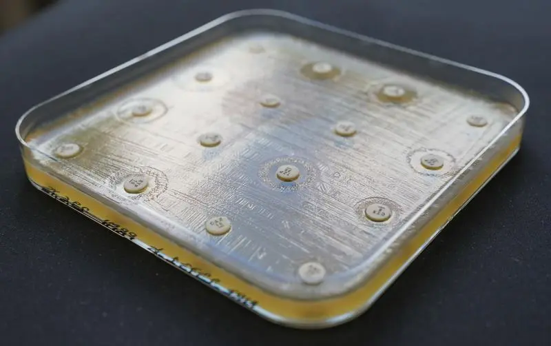 Petrischale mit Antibiotika-Test zur Untersuchung von Resistenzen gegen verschiedene Antibiotika.