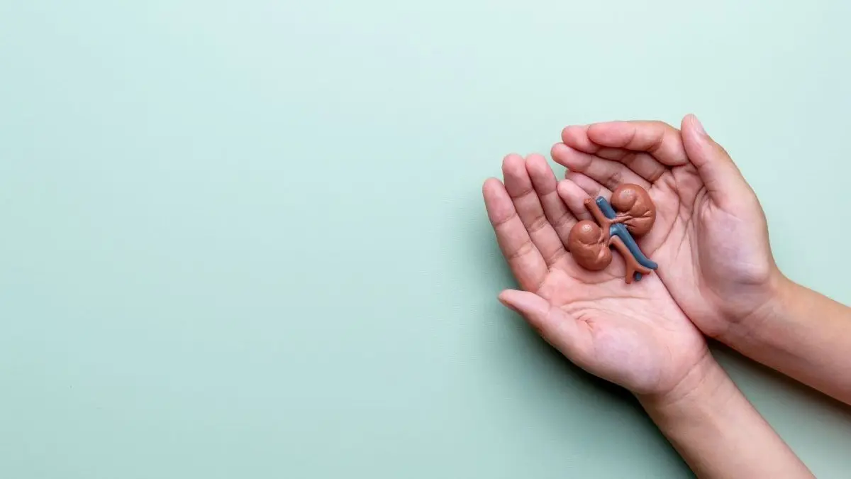 Haende halten ein Modell einer Niere als Symbol fuer Lebendorganspende und Hoffnung fuer Patienten auf der Warteliste