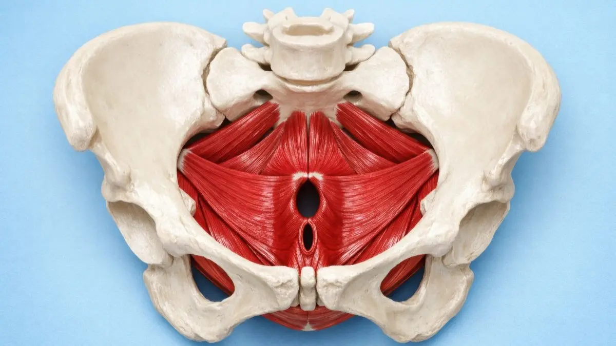 Anatomisches Modell des Beckenbodens mit Muskeln und Beckenknochen zur Veranschaulichung von Praeventionsansaetzen bei Beckenbodenbeschwerden