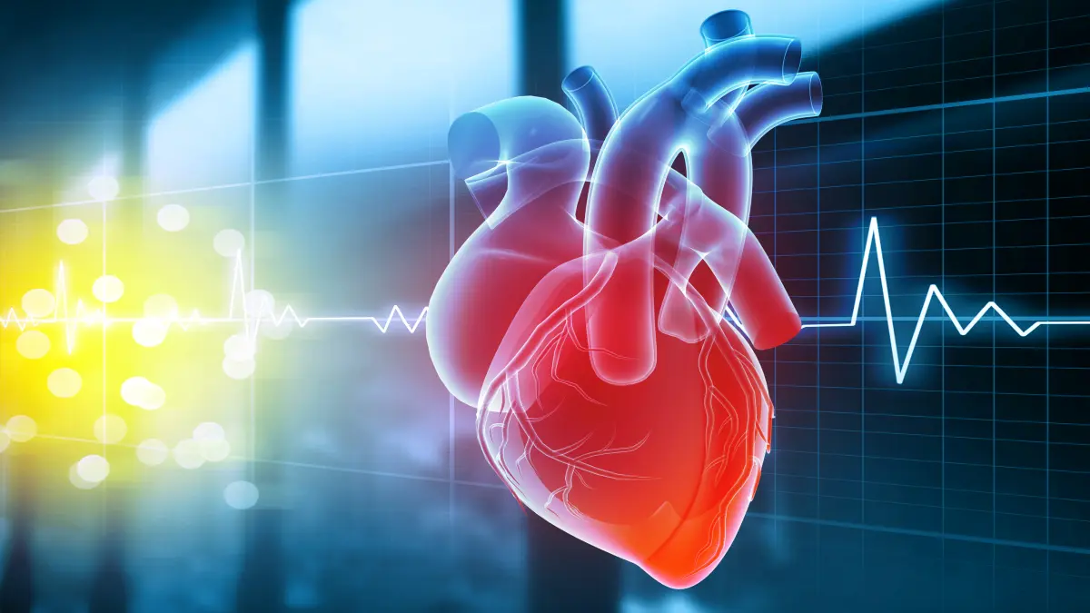 3D-Illustration des menschlichen Herzens mit EKG-Kurve – Symbolbild für Herzinsuffizienz und kardiovaskuläre Therapie