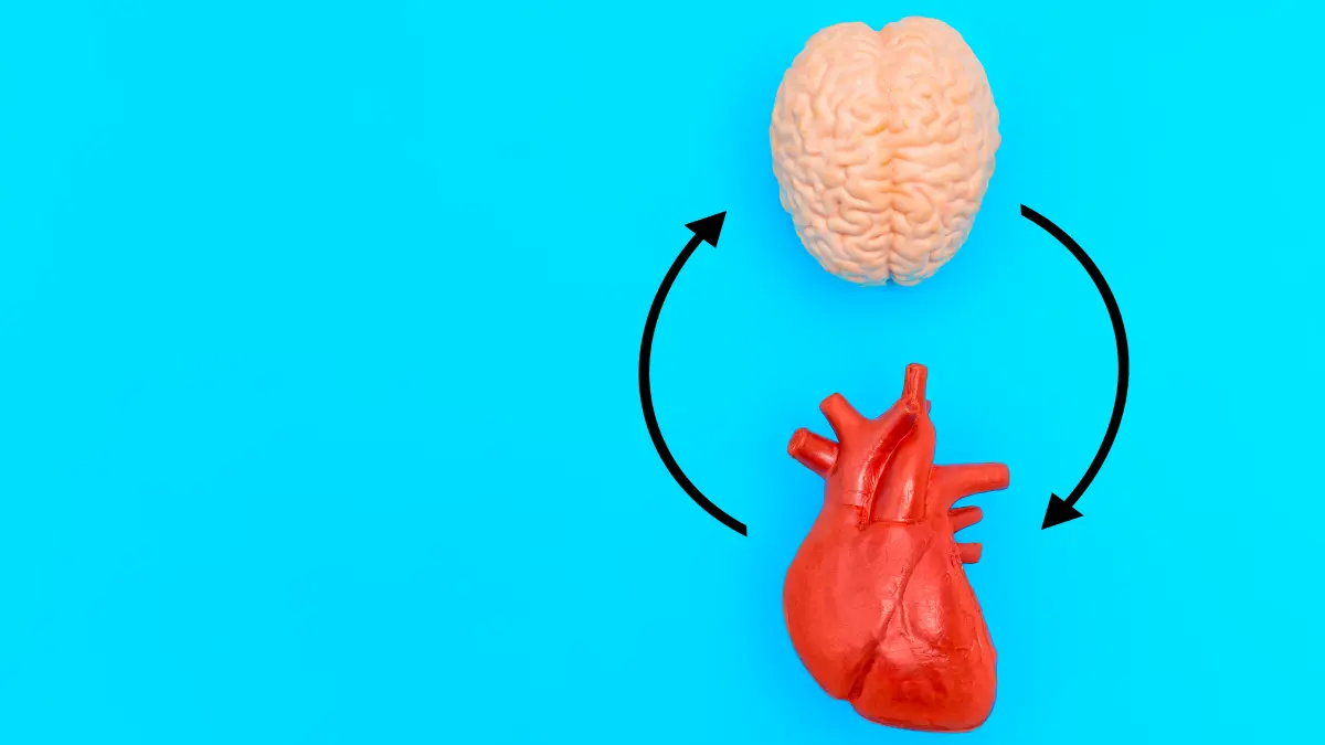 Anatomische Modelle von Gehirn und Herz mit Pfeilen, die die bidirektionale Verbindung im Rahmen der Baroreflex-Aktivierungstherapie symbolisieren