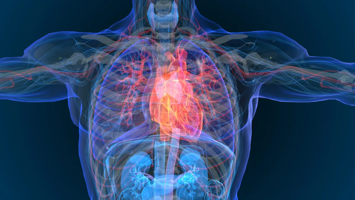 3D-Illustration des menschlichen Herzens im Brustkorb – Symbol für Herzinsuffizienz und neue Therapieoptionen mit Finerenon
