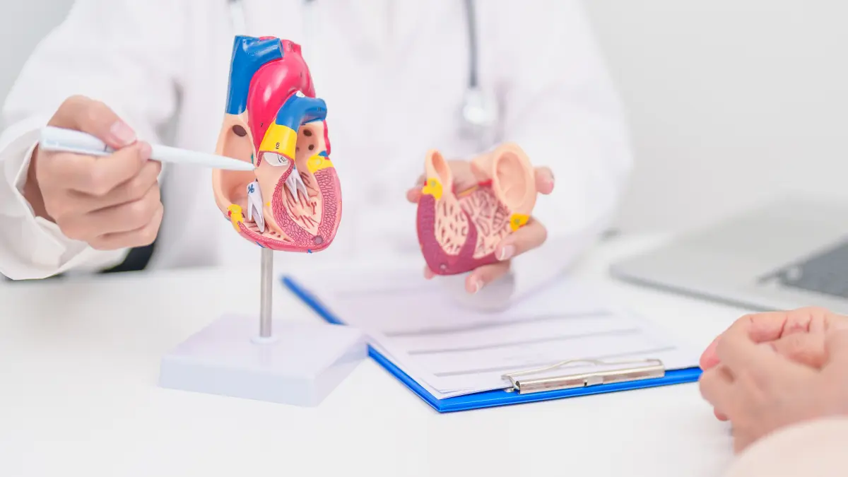 Ärztin erklärt einem Patienten anhand zweier anatomischer Herzmodelle die Herzinsuffizienz-Therapie – Symbolbild für medikamentöse Behandlung mit Vericiguat und Finerenon