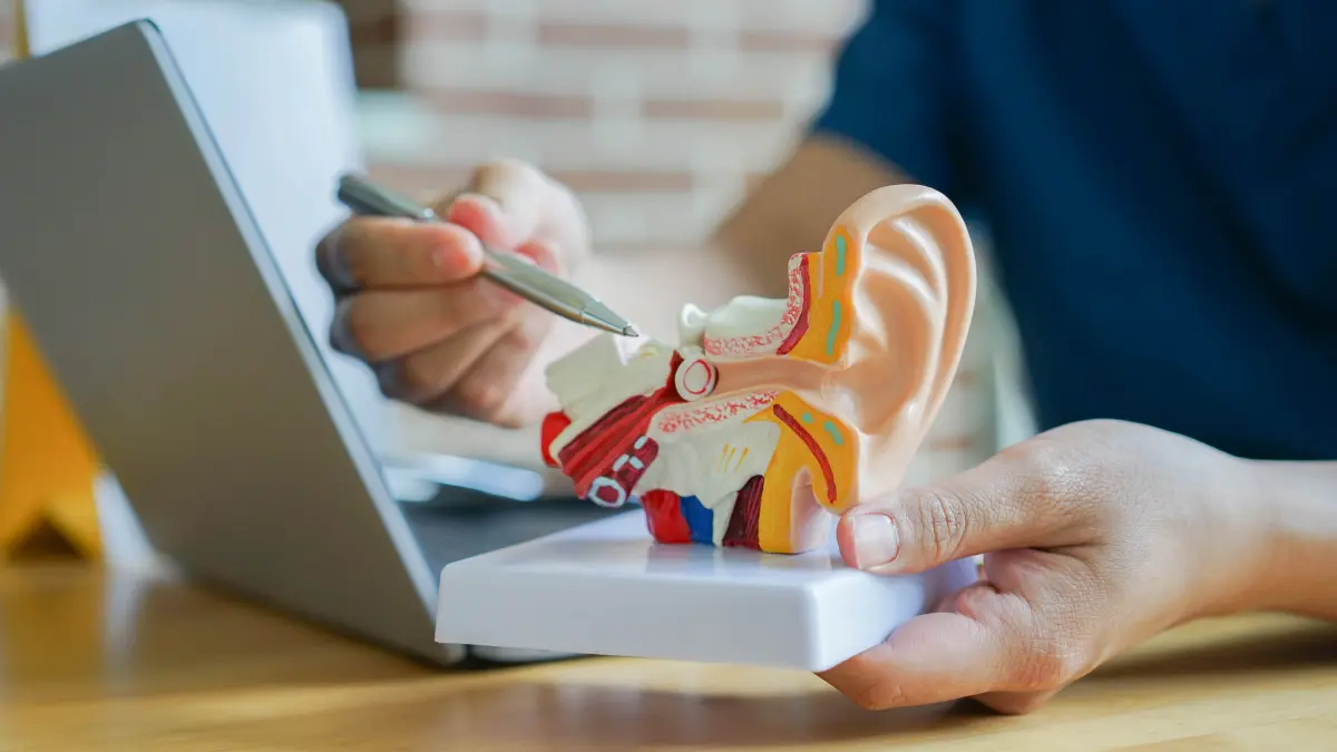 Arzt hält anatomisches Ohrmodell in der Hand und erklärt die Struktur des Ohres mit einem Stift vor einem Laptop