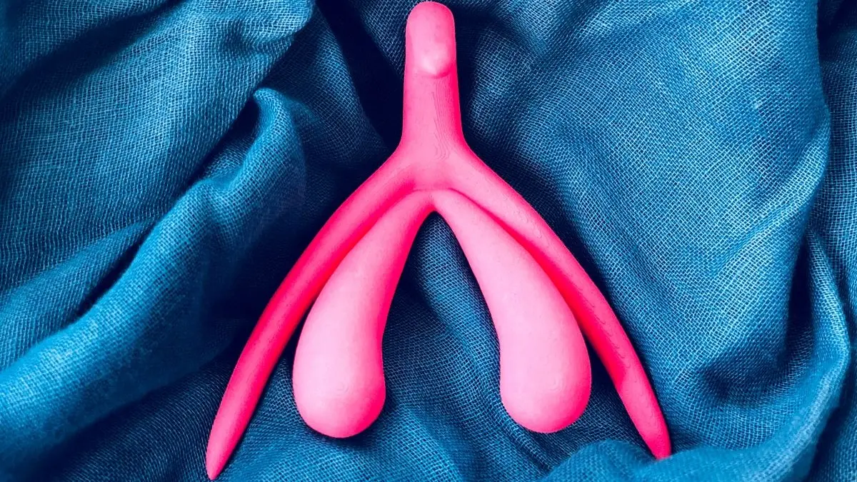 3D-Modell der Klitoris veranschaulicht Anatomie für Rekonstruktion und nervenschonende Operationen.