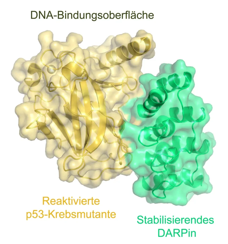 Strukturmodell einer reaktivierten p53-Krebsmutante mit stabilisierendem DARPin an der DNA-Bindungsoberflaeche