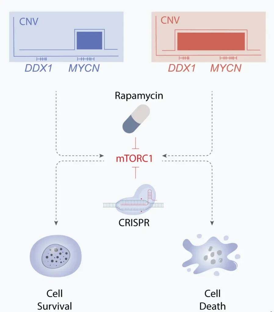 Schematische Illustration von Rapamycin und CRISPR im mTORC1-Signalweg mit Auswirkungen auf Zellueberleben und Zelltod