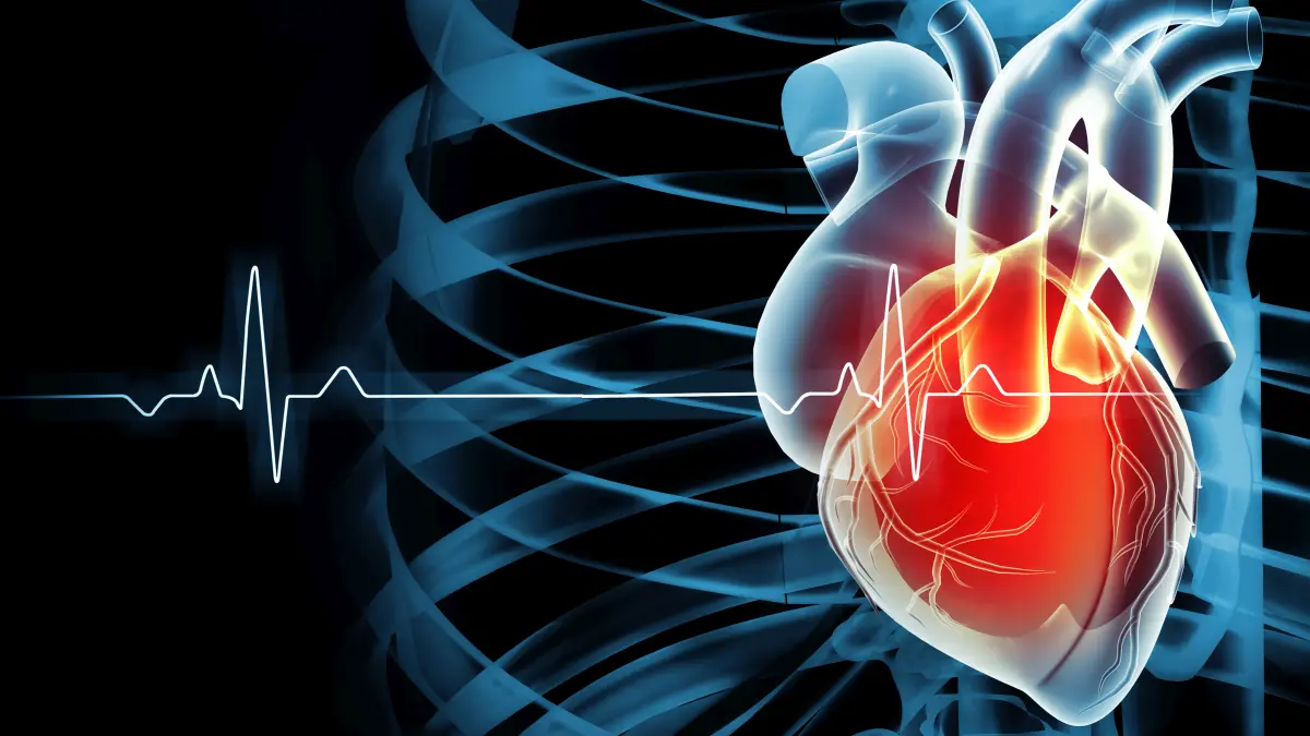 3D-Illustration eines menschlichen Herzens im Brustkorb mit EKG-Kurve und roter Hervorhebung, symbolisiert malignen Herzrhythmus und SCD-Risiko