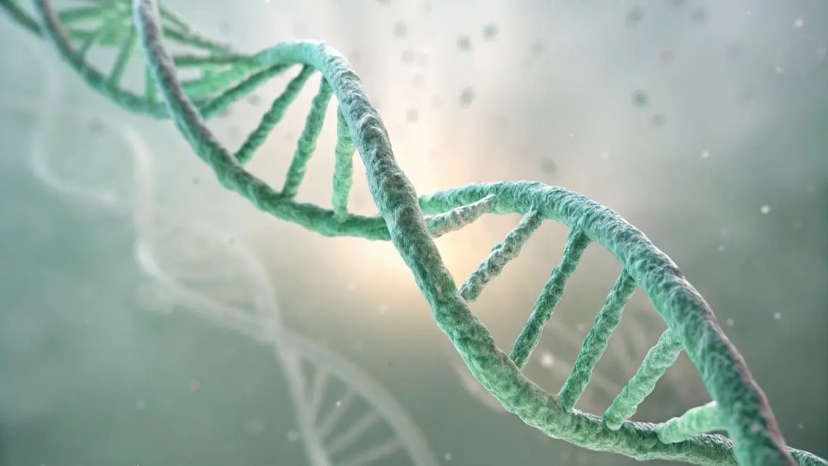 3D Darstellung einer gruene DNA Doppelhelix als Symbol fuer Base Editing in Embryonen, das praeziser arbeitet als CRISPR Cas