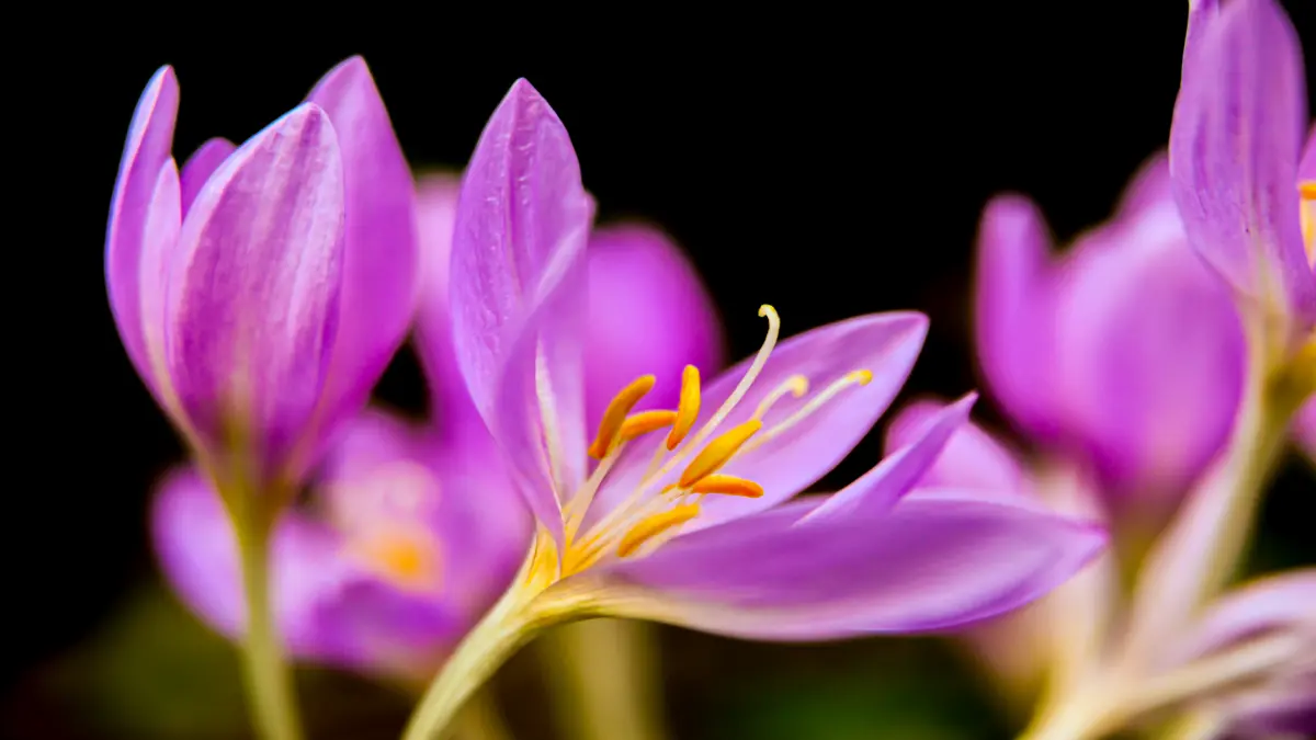Blüte der Herbstzeitlosen (Colchicum autumnale), aus der der Wirkstoff Colchicin gewonnen wird