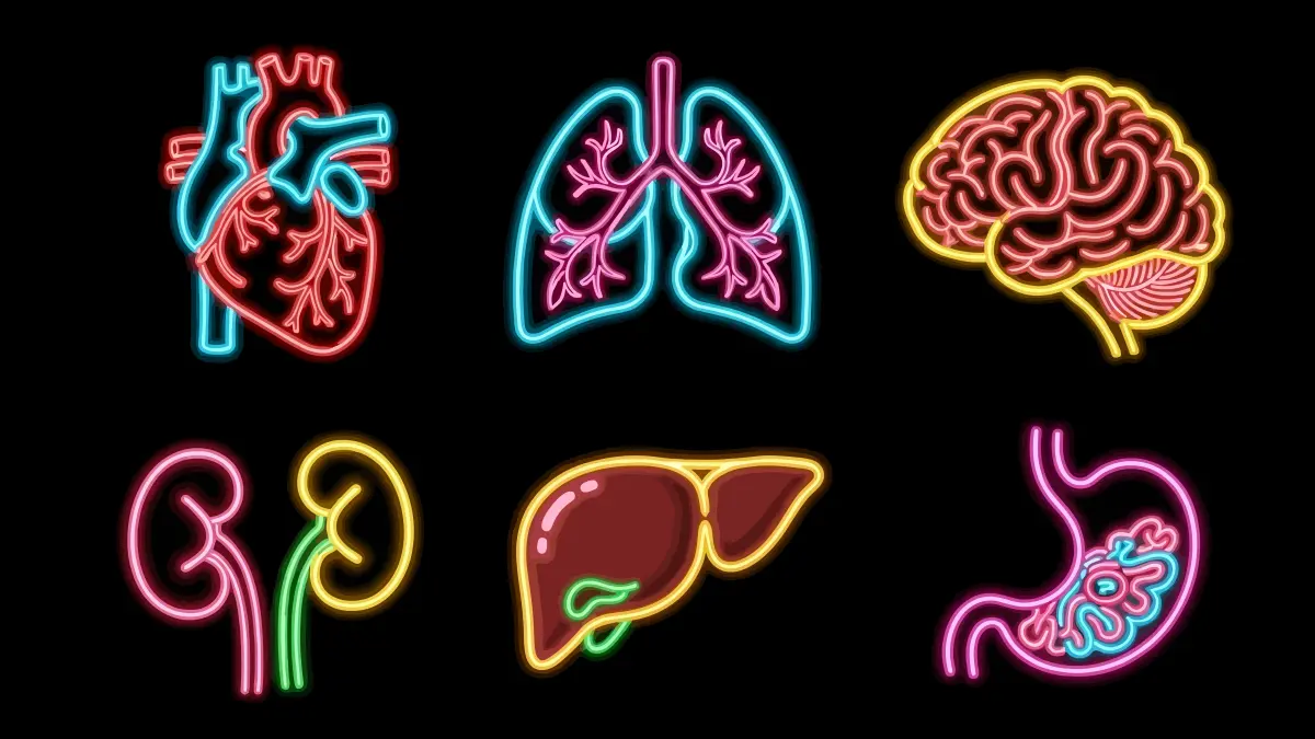 Illustration: Sechs Zielorgane der Inkretin-(Co-)Agonisten im Neon-Stil – Herz, Lunge, Gehirn, Niere, Leber und Magen als Symbol für das breite Wirkspektrum von GLP-1-Rezeptoragonisten und Tirzepatid