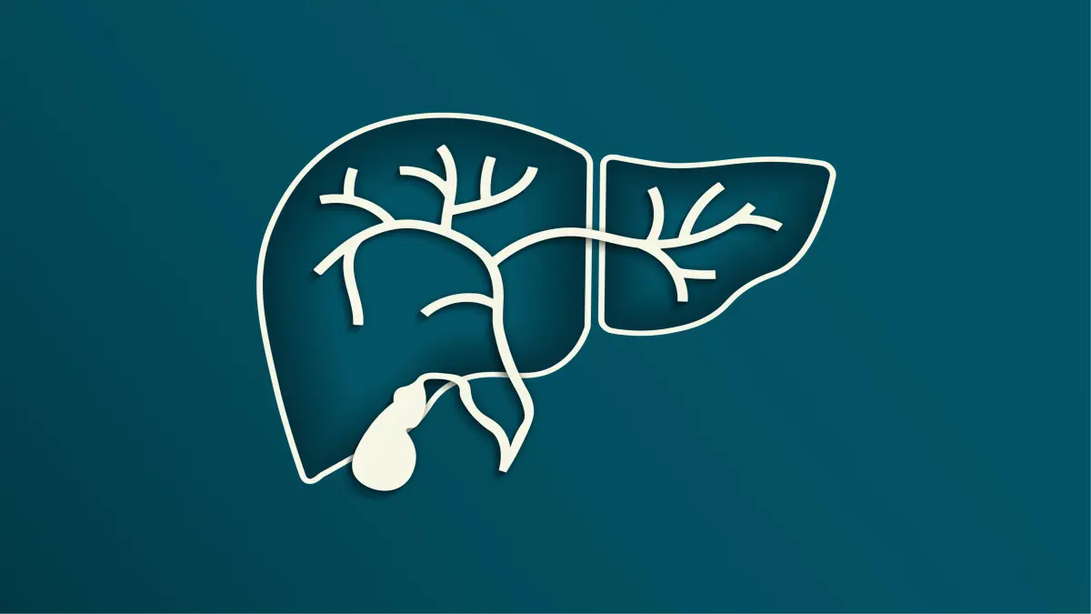 stilisierte illustration von leber gallengaengen und gallenblase als symbolbild fuer parp-1 als therapieziel bei gallengangskrebs