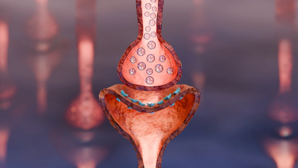 3D-Illustration einer neuromuskulären Synapse mit Acetylcholinrezeptoren bei Myasthenia gravis